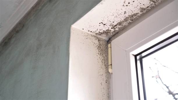 Mold Removal Process in The Village Of Indian Hill, OH