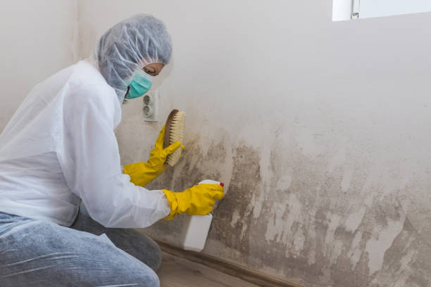 Best Attic Mold Removal  in The Village Of Indian Hill, OH