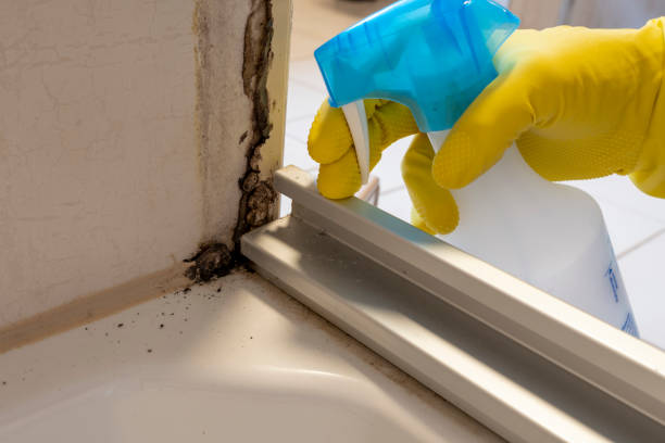 Best Certified Mold Removal  in The Village Of Indian Hill, OH