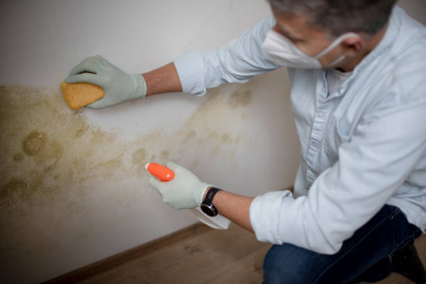 Best Fast Mold Removal  in The Village Of Indian Hill, OH