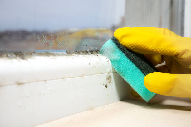 Best Certified Mold Removal  in The Village Of Indian Hill, OH