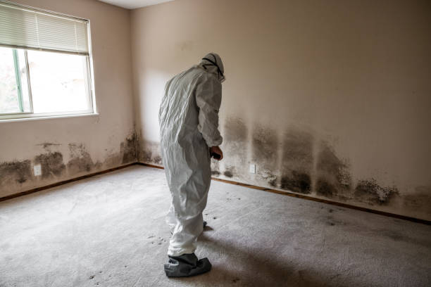 Best Black Mold Removal  in The Village Of Indian Hill, OH